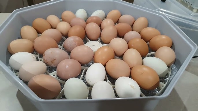 incubating eggs in cold climates